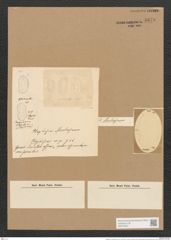 Plagiodiscus martensianus Grun. (de-Toni-Nr.: Genus 56, Species 2424) Zeichnungen Sammlung Grunow Nr. 4879 (NHMW-BOT-W0373067)